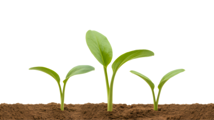 Three young green plant sprouts emerging from rich brown soil symbolizing growth and new beginnings isolated on transparent background