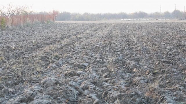 Fertile soil prepared for spring planting on arable agricultural farmland