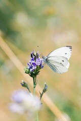Papillon