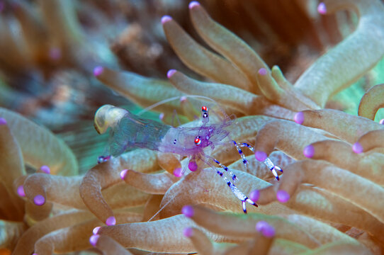 Clear cleaner shrimp with isopod on sea anemone in Lembeh Indonesia