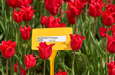 Tulip Pretty Woman in spring blossom                  