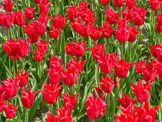 Tulip Pretty Woman in spring blossom                  