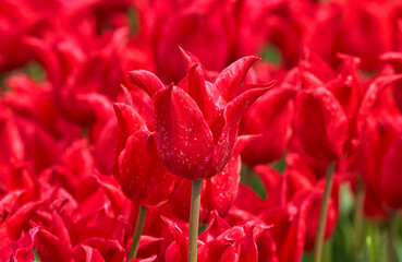Tulip Pretty Woman in spring blossom                  