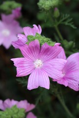 Close-up of bright pink mallow flowers in full bloom