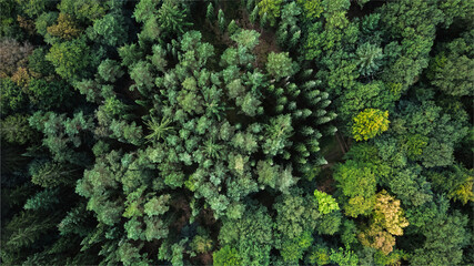 Aerial view of a dense mixed forest with a variety of tree species in different shades of green....