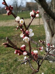 Blooming apricot