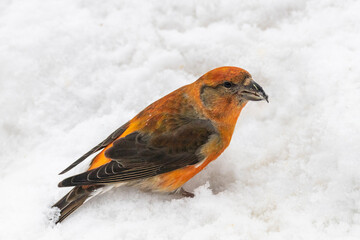 A male crossbill sits in the snow on a winter day