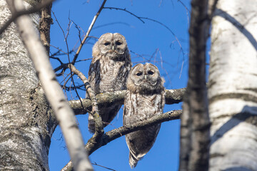 Adult Tawny owl sitting on a tree  branch close up