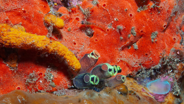 Colorful Cluster of Lavelina Robusta Sea Squirts on Vibrant Indonesian Reef Wall