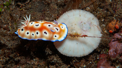Leopard Goniobranchus Nudibranch Crawling Over Sandy Seafloor in Lembeh Indonesia