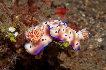Pair of Leopard Goniobranchus Nudibranchs on Coral Reef Substrate in Lembeh Indonesia