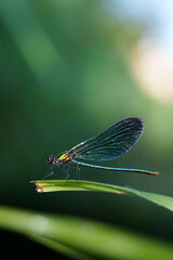 Libellule