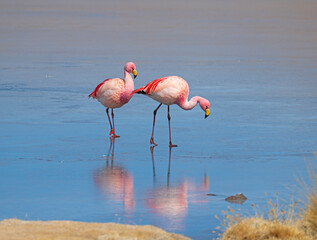 Pair of James' Flamingos Walking on a Frozen Lake