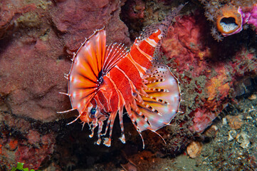 Colorful zebra lionfish displaying fins on a coral reef in Lembeh Indonesia