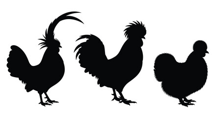 Silhouette of a rooster hen and chick standing in a row