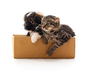 Puppy and kitten sitting together in a cardboard box on white background.