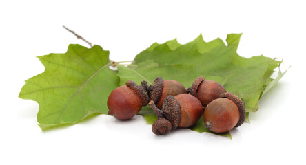Acorns and green oak leaves isolated on white background.