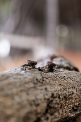 Rusty nails piercing weathered wood, focusing on decay, aging, and the passage of time outdoors in Abruzzo, Italy