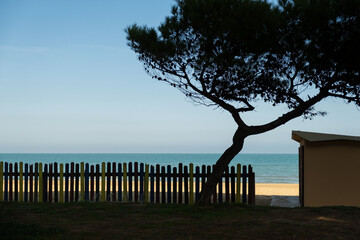Pineto beach view featuring a silhouetted pine tree and colorful fence along the Adriatic Sea in Pineto, Abruzzo, Italy