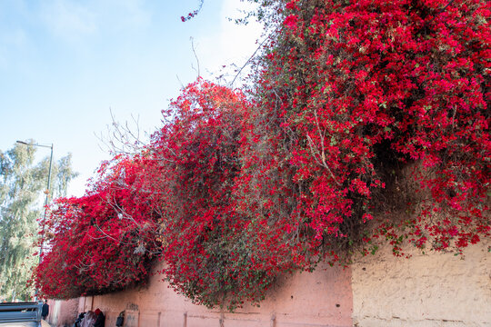 streetview bougainvillea marrakesh Maroc