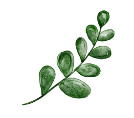 Green twig watercolor illustration