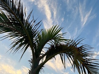 One palm tree against blue sky. Low angle view