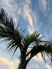 One palm tree against blue sky. Low angle view