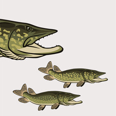 The figure shows a pike fish
