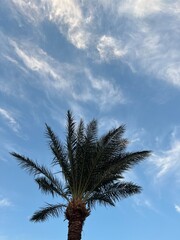 One palm tree against blue sky. Low angle view