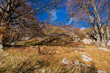 Autumn forest landscape with vibrant blue sky, bare trees, and fallen leaves covering the ground