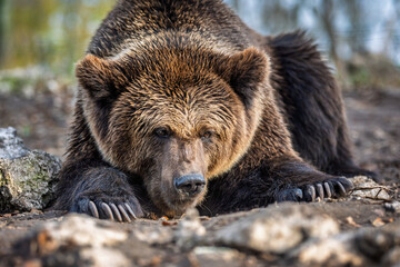 Fototapete bei efototapeten.de bestellen   