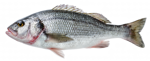 Whole raw sea bass with tail and fins, isolated on transparent background, professional food photography, crisp focus