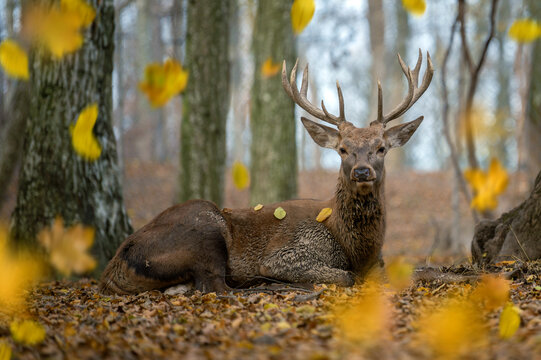 Lifelong forest resident enjoys a quiet moment among autumn leaves in a tranquil woodland setting