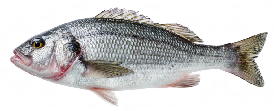 Whole raw sea bass with tail and fins, isolated on transparent background, professional food photography, crisp focus