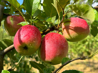 Apples fruits on tree in the summer orchard