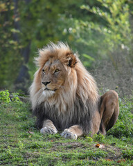 A lion lying on green grass looking focused and threatening.