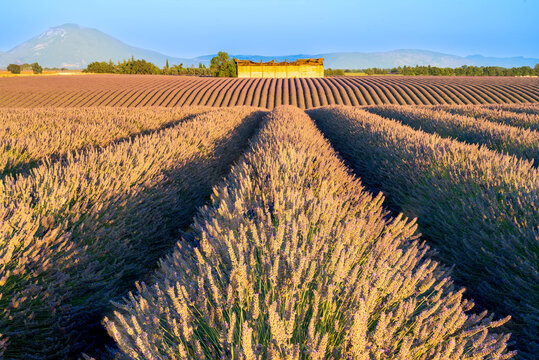 Rows of lavender fields in Provence, France, at sunrise, with a sunlit building at then end of the rows in the distance.