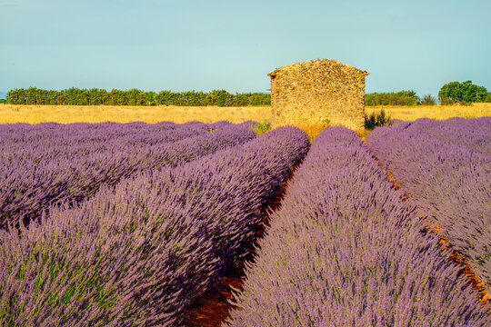 Rows of purple lavender leading to a stone house lit by golden sunrise light in Provence, France.