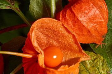 Close-up of an orange physalis lantern against fading foliage. Detailed macro of a ripe physalis...