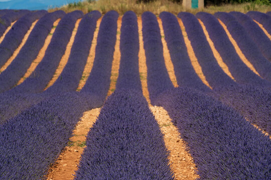 Rows of purple lavender fields in Provence, France, at sunrise. Purple rows of lavender contrasted with orange earth heading uphill into the distance.