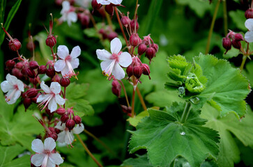 Geranium flower close-up – cranesbill in the garden