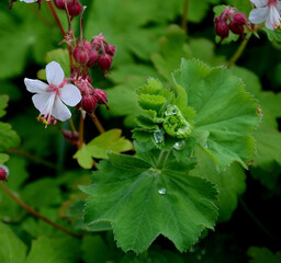 Geranium flower close-up – cranesbill in the garden