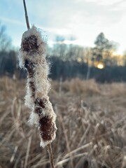 Golden Hour Up North Minnesota