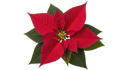 Vibrant red poinsettia Christmas flower on transparent background, PNG image, PNG file