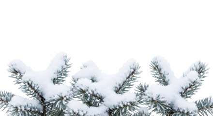 Snow covered spruce branches with frosty needles on a transparent background PNG image PNG file