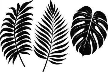 Obraz premium Three monochrome tropical plant leaves give a stark yet captivating botanical composition
