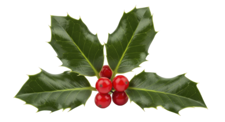 Fresh green holly leaves with vibrant red berries on a transparent background, PNG image, PNG file