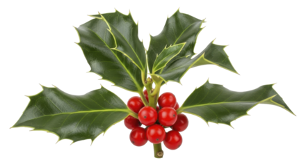 Fresh holly sprig with vibrant red berries and green spiky leaves on a transparent background, PNG image, PNG file