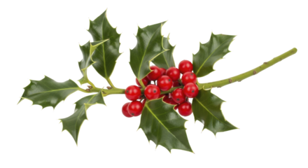 Classic red holly berries and green leaves sprig, on a transparent background, PNG image, PNG file.