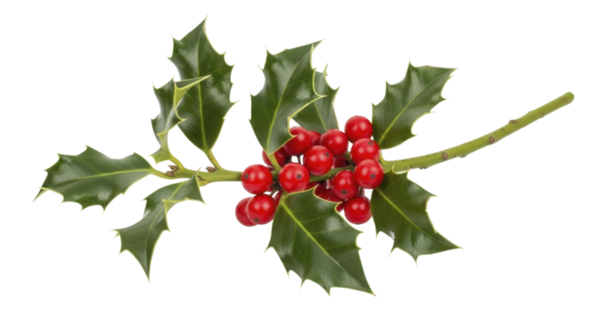 Classic red holly berries and green leaves sprig, on a transparent background, PNG image, PNG file.